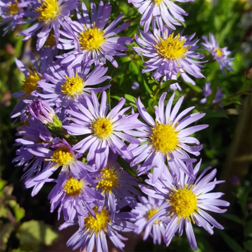 Aster 'Nicholas' | Farmyard Nurseries