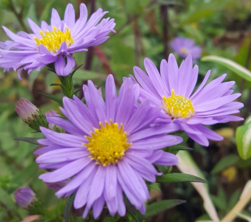 Aster laevis 'Nightshade' Farmyard Nurseries