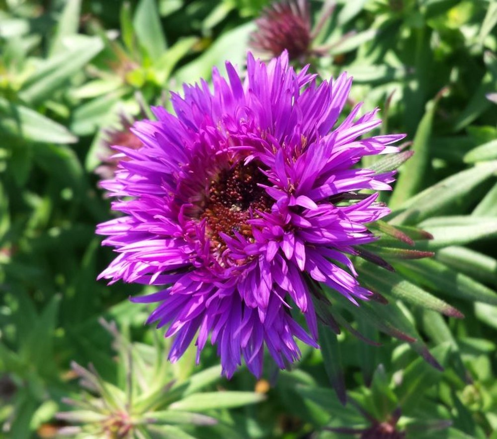 Aster novaeangliae 'Purple Dome' Farmyard Nurseries