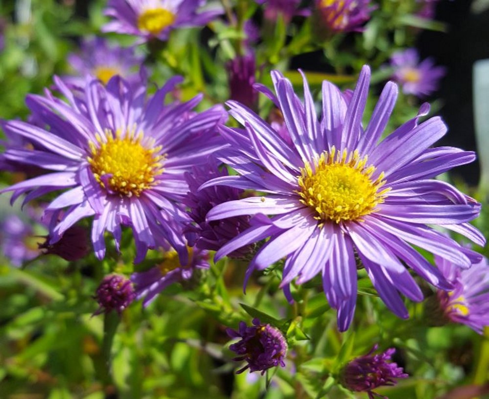 Aster novi-belgii 'Blauglut' | Farmyard Nurseries