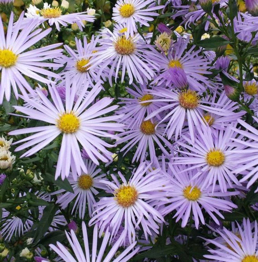 Aster novibelgii 'Algars Pride' Farmyard Nurseries