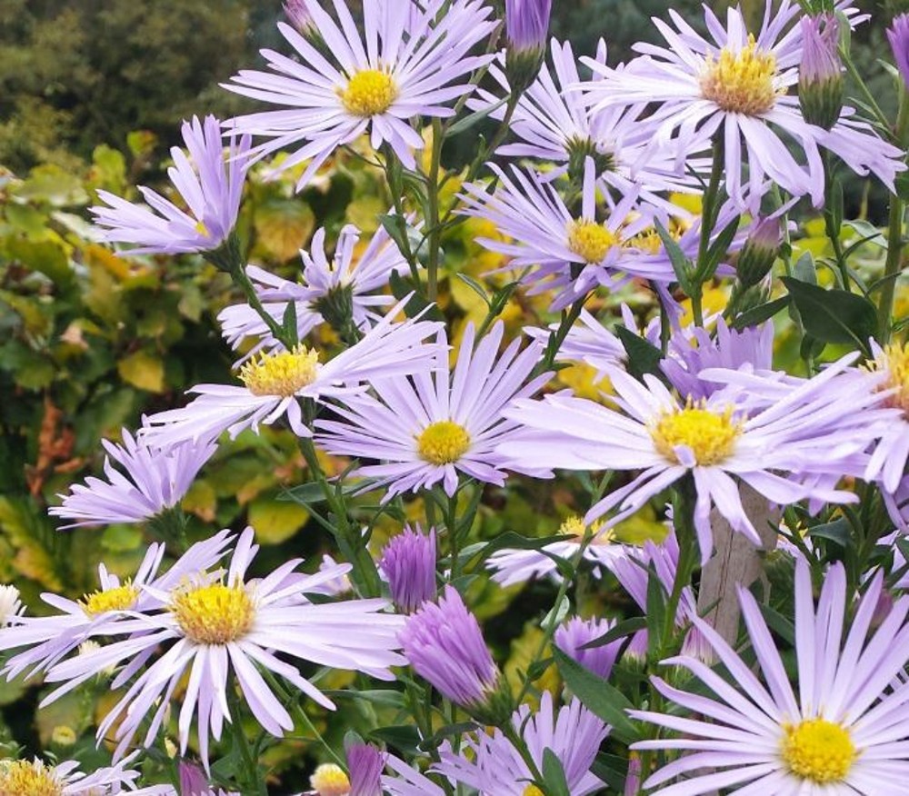 Aster novi-belgii 'Algars Pride' | Farmyard Nurseries