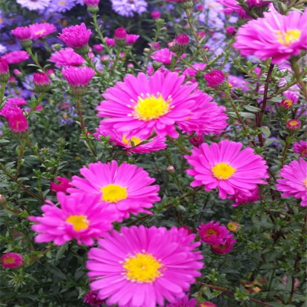 Aster novi-belgii 'Beechwood Charm' | Farmyard Nurseries