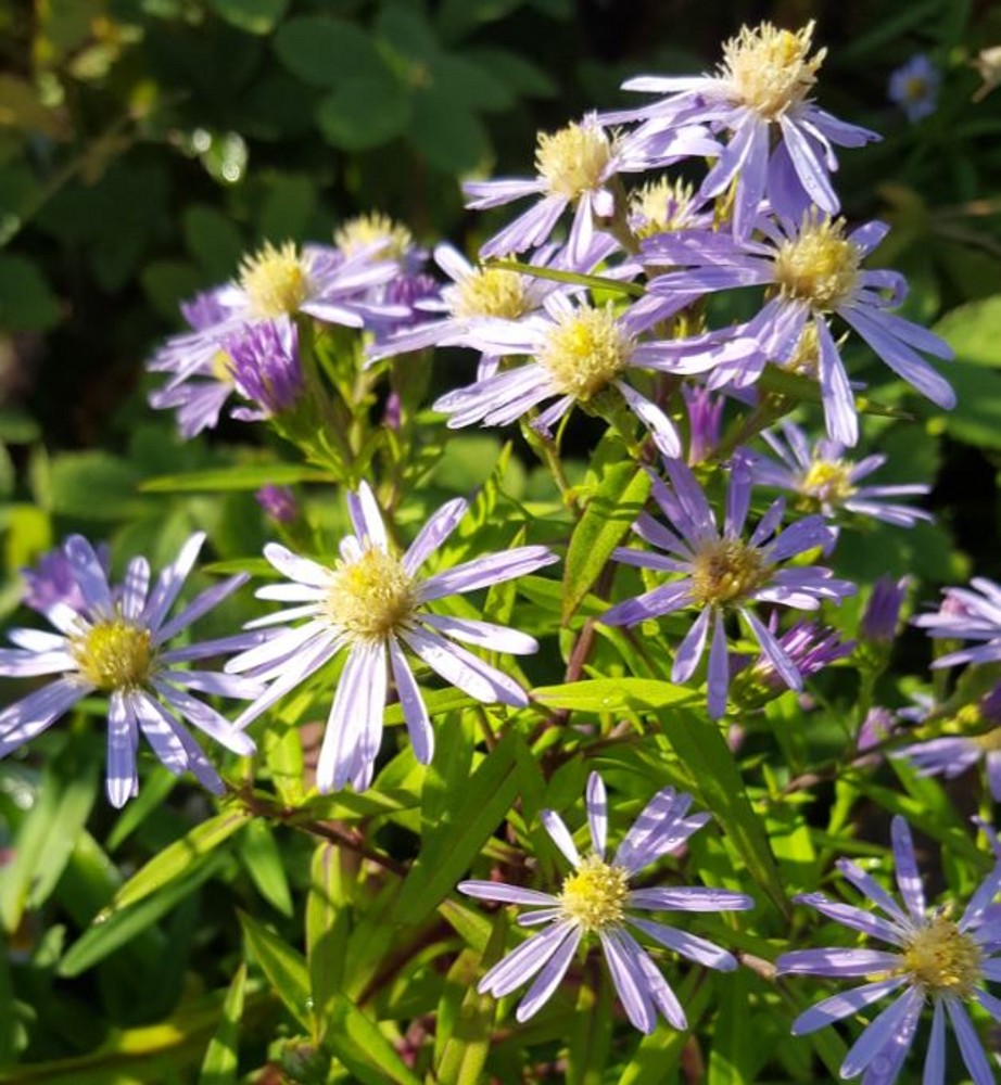 Aster novi-belgii 'Blue Moon' | Farmyard Nurseries