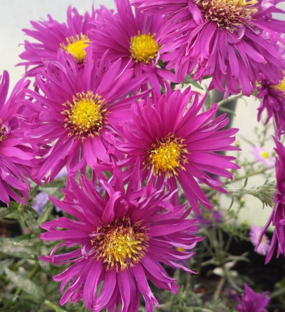 Aster novi-belgii 'Dusky Maid' | Farmyard Nurseries