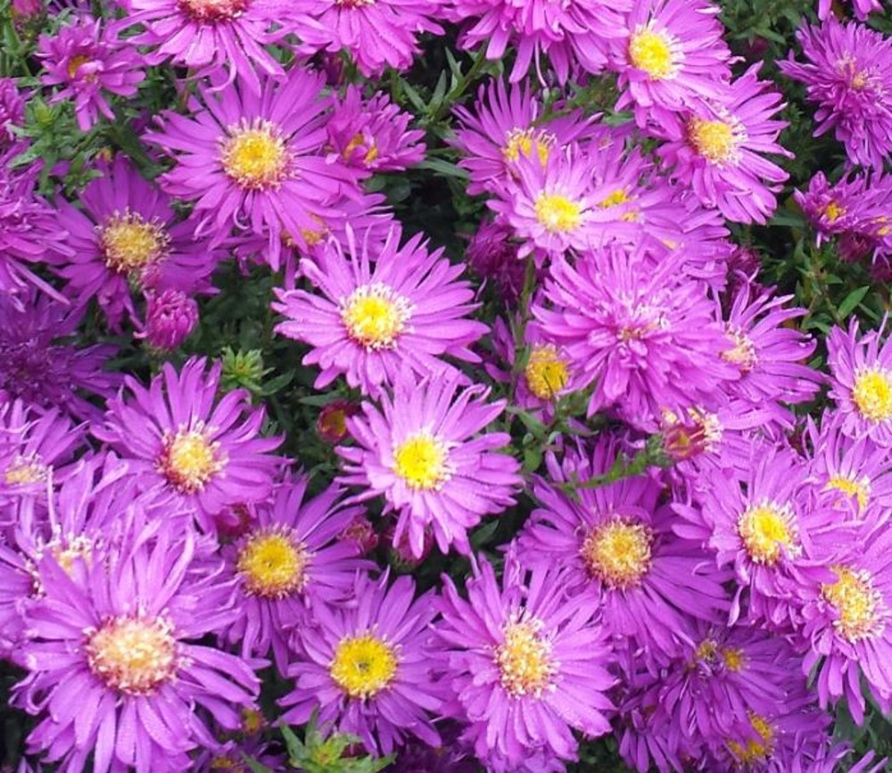 Aster novi-belgii 'Fuldatal' | Farmyard Nurseries