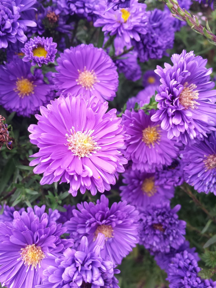 Aster novi-belgii 'Gurney Slade' | Farmyard Nurseries