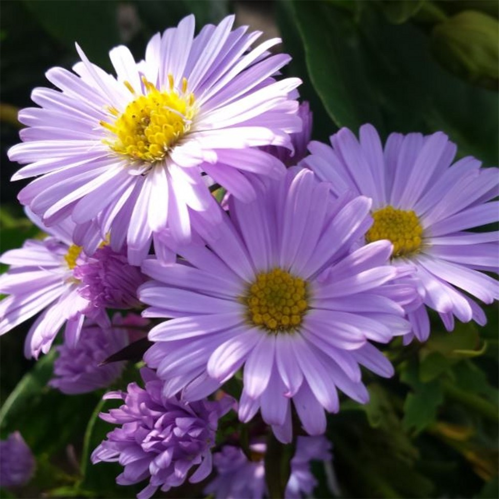 Aster novi-belgii 'King of the Belgians' | Farmyard Nurseries