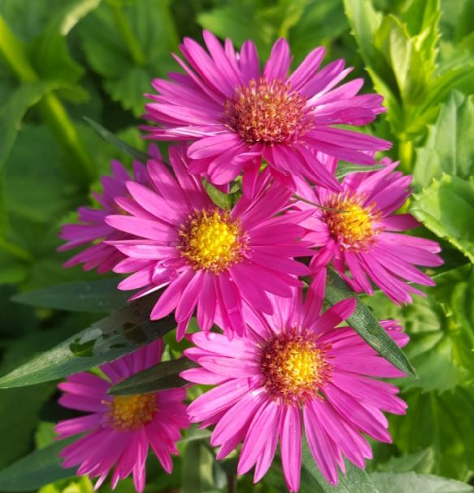 Aster novi-belgii 'Lawrence Chiswell' | Farmyard Nurseries