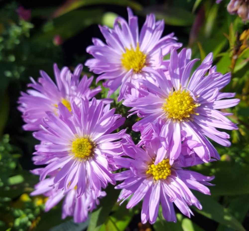 Aster novibelgii 'Little Pink Lady' Farmyard Nurseries