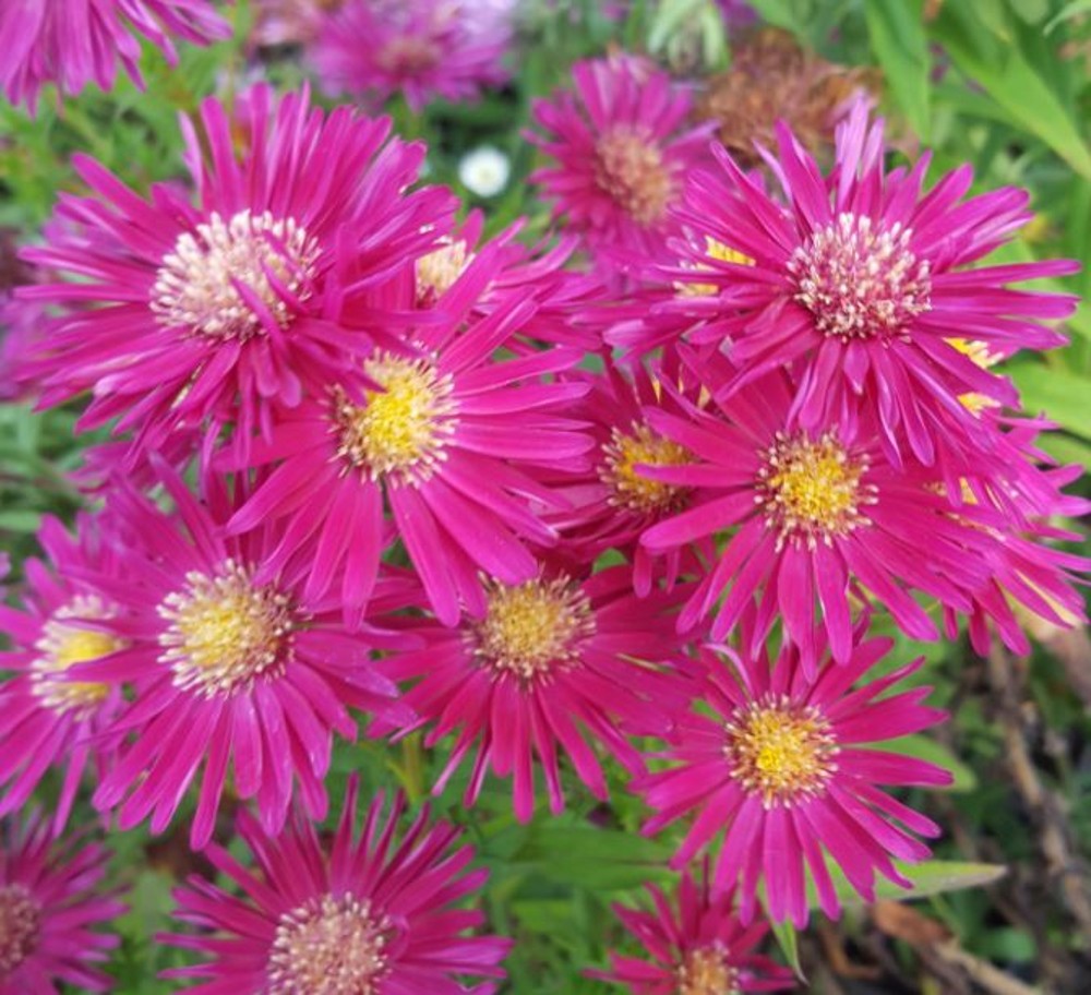 Aster novi-belgii 'Ralph Picton' | Farmyard Nurseries