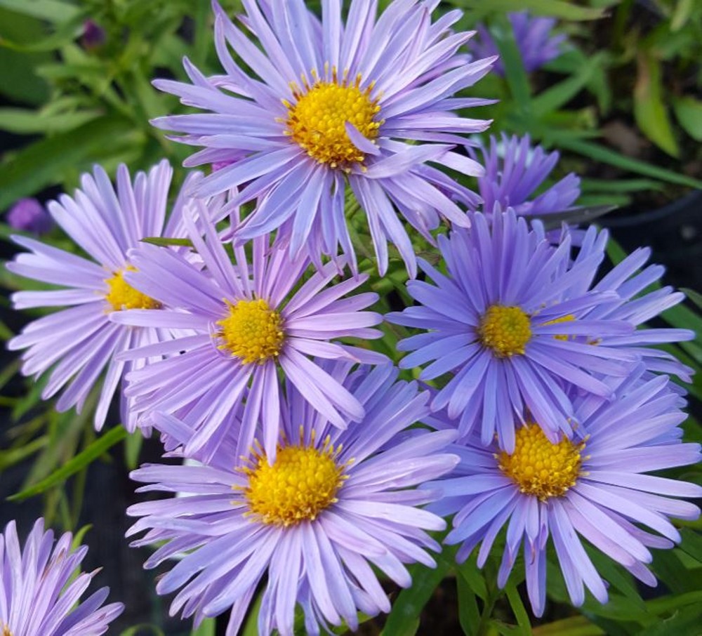 Aster novi-belgii 'Remembrance' | Farmyard Nurseries