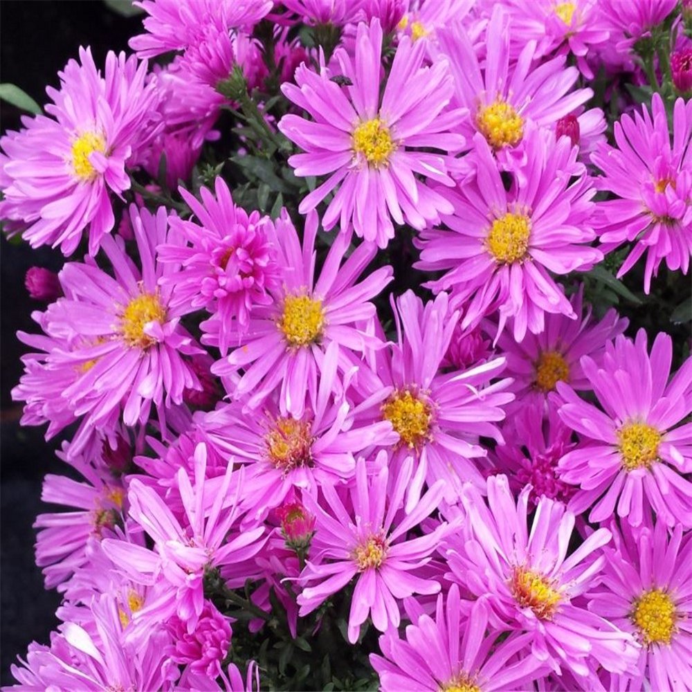 Aster novi-belgii 'Kassel' | Farmyard Nurseries