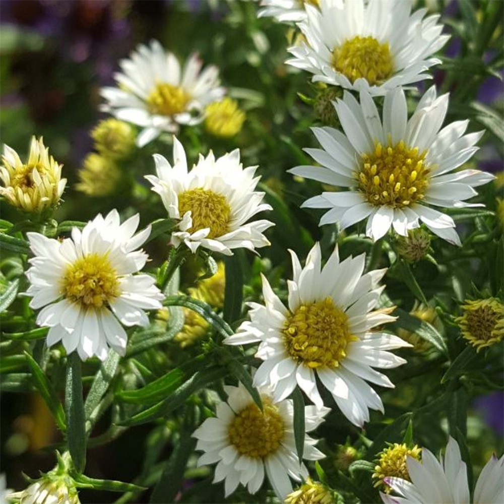 Aster pilosus | Farmyard Nurseries