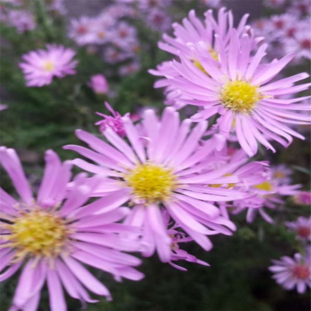 Aster pringlei 'October Glory' | Farmyard Nurseries