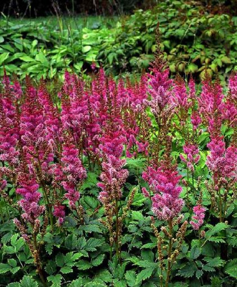 Astilbe chinensis var. pumila | Farmyard Nurseries