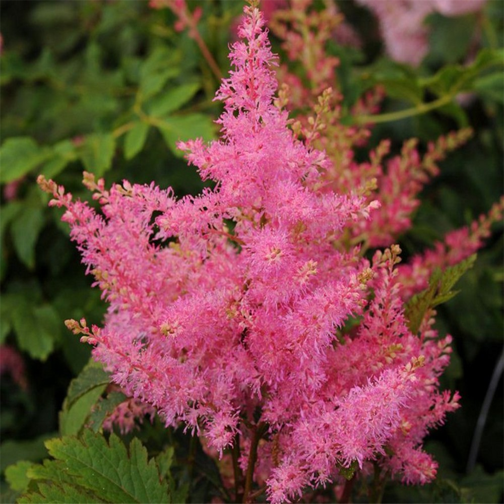 Astilbe 'Younique Silvery Pink' | Farmyard Nurseries