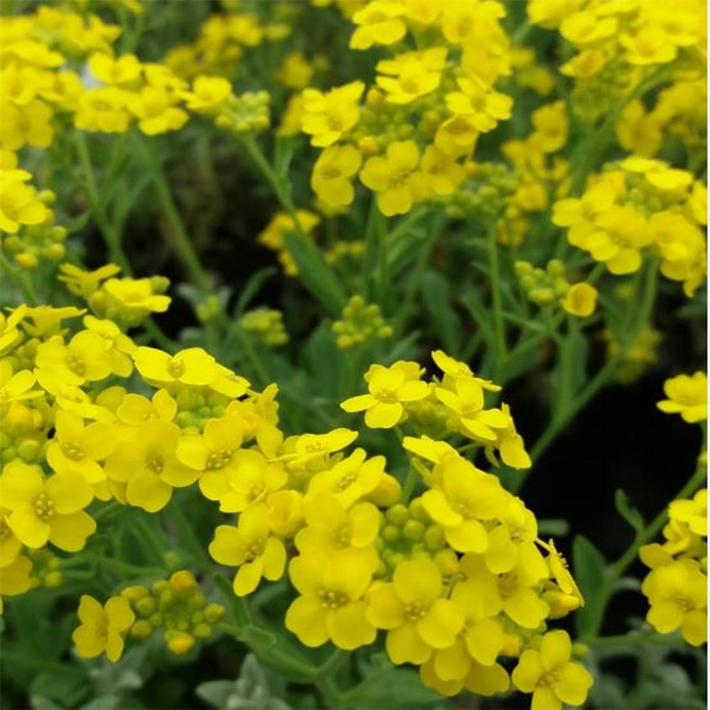 Aurinia saxatilis | Farmyard Nurseries