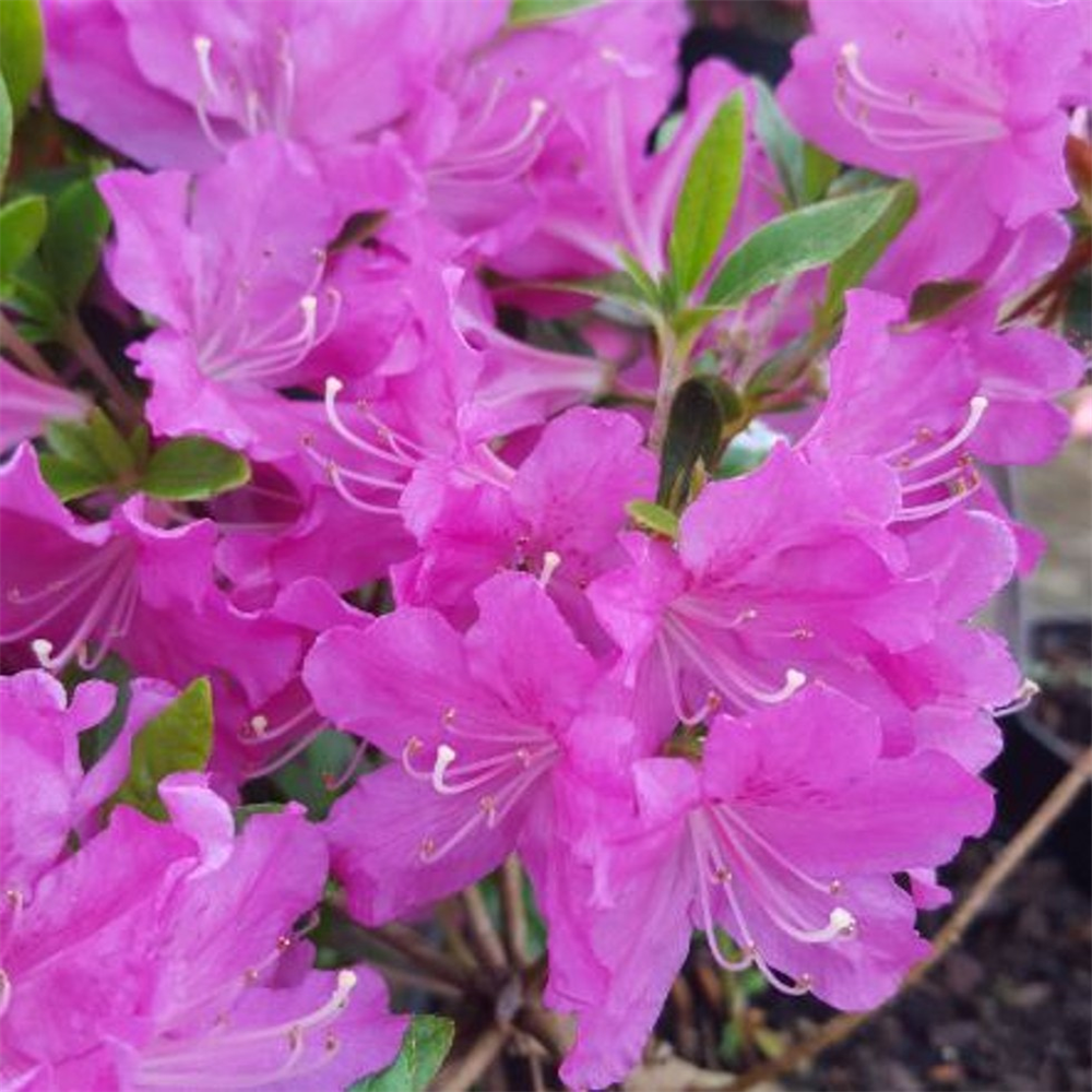 Azalea japonica 'Geisha Purple' | Farmyard Nurseries