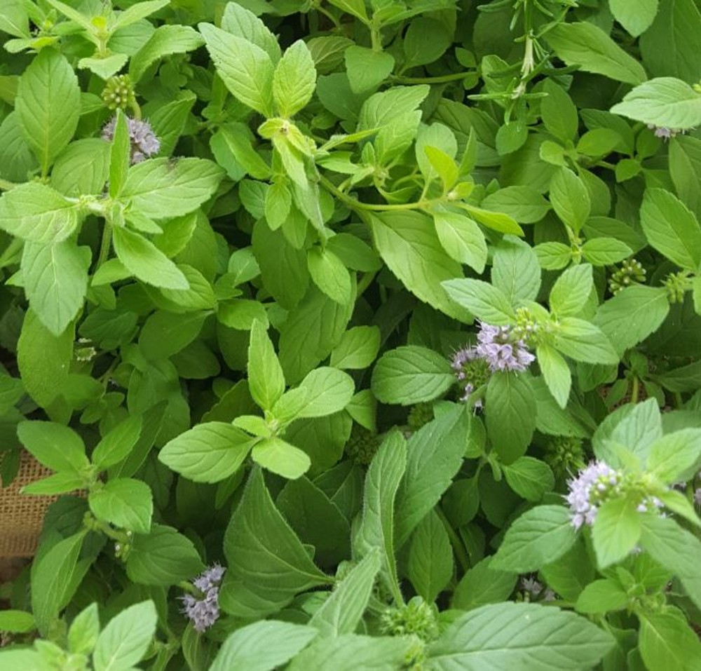 Herb Mint - Banana (Mentha arvensis 'Banana') | Farmyard Nurseries