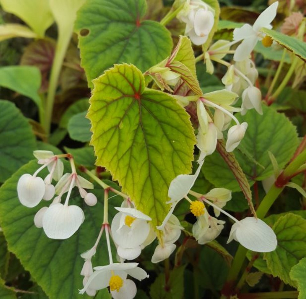 Begonia grandis ssp. sinensis 'Snowpop' | Farmyard Nurseries