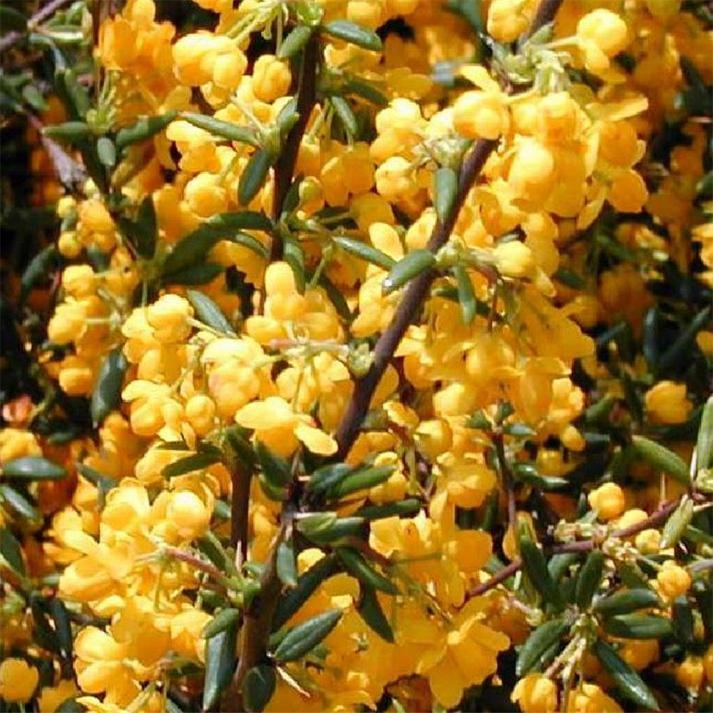 Berberis Stenophylla 