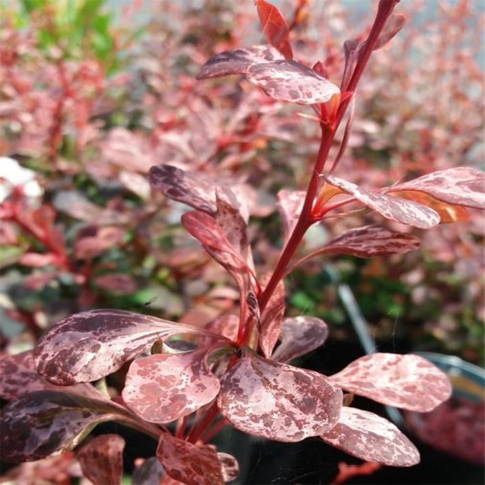 Berberis thunbergii 'Pink Queen' | Farmyard Nurseries