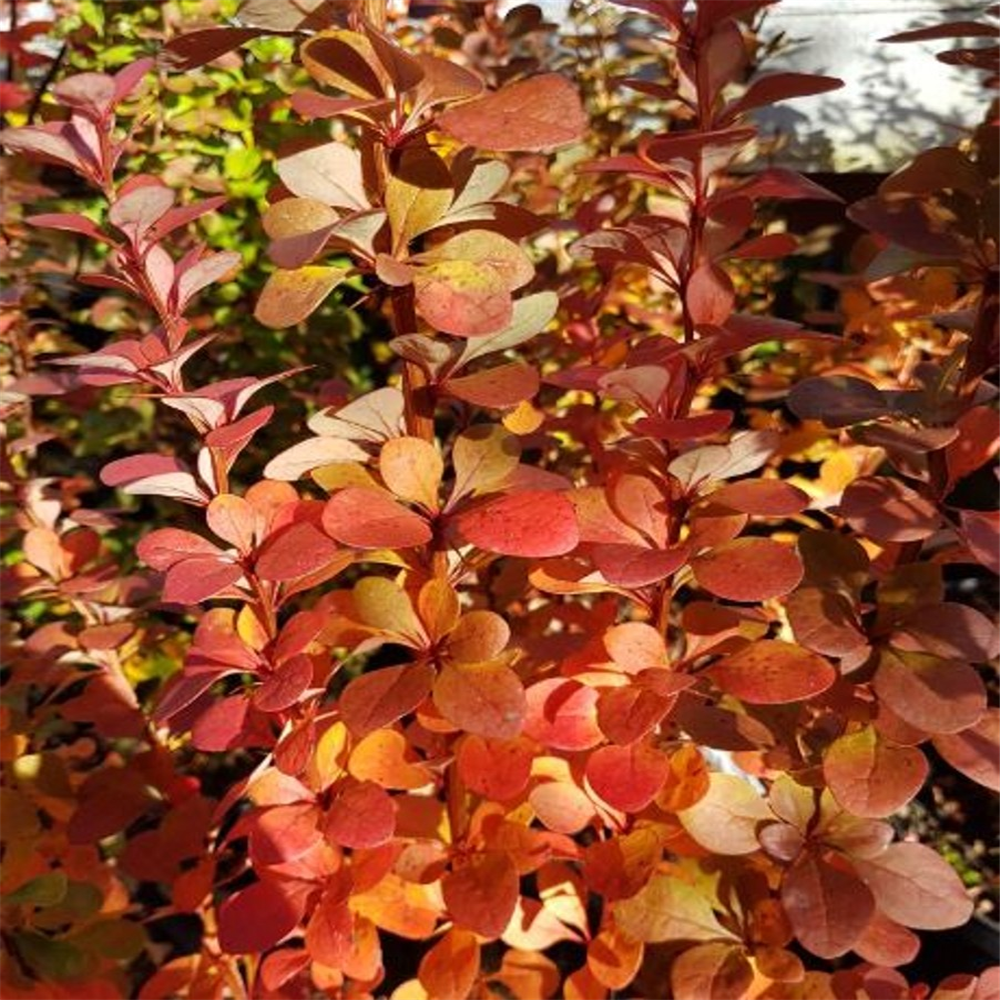 Berberis thunbergii 'Red Pillar' | Farmyard Nurseries