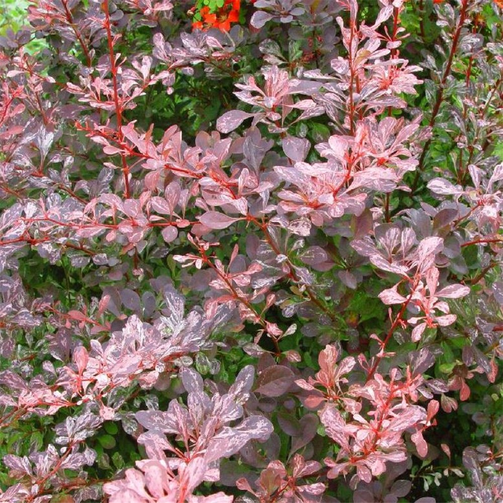 Berberis thunbergii 'Rose Glow' | Farmyard Nurseries