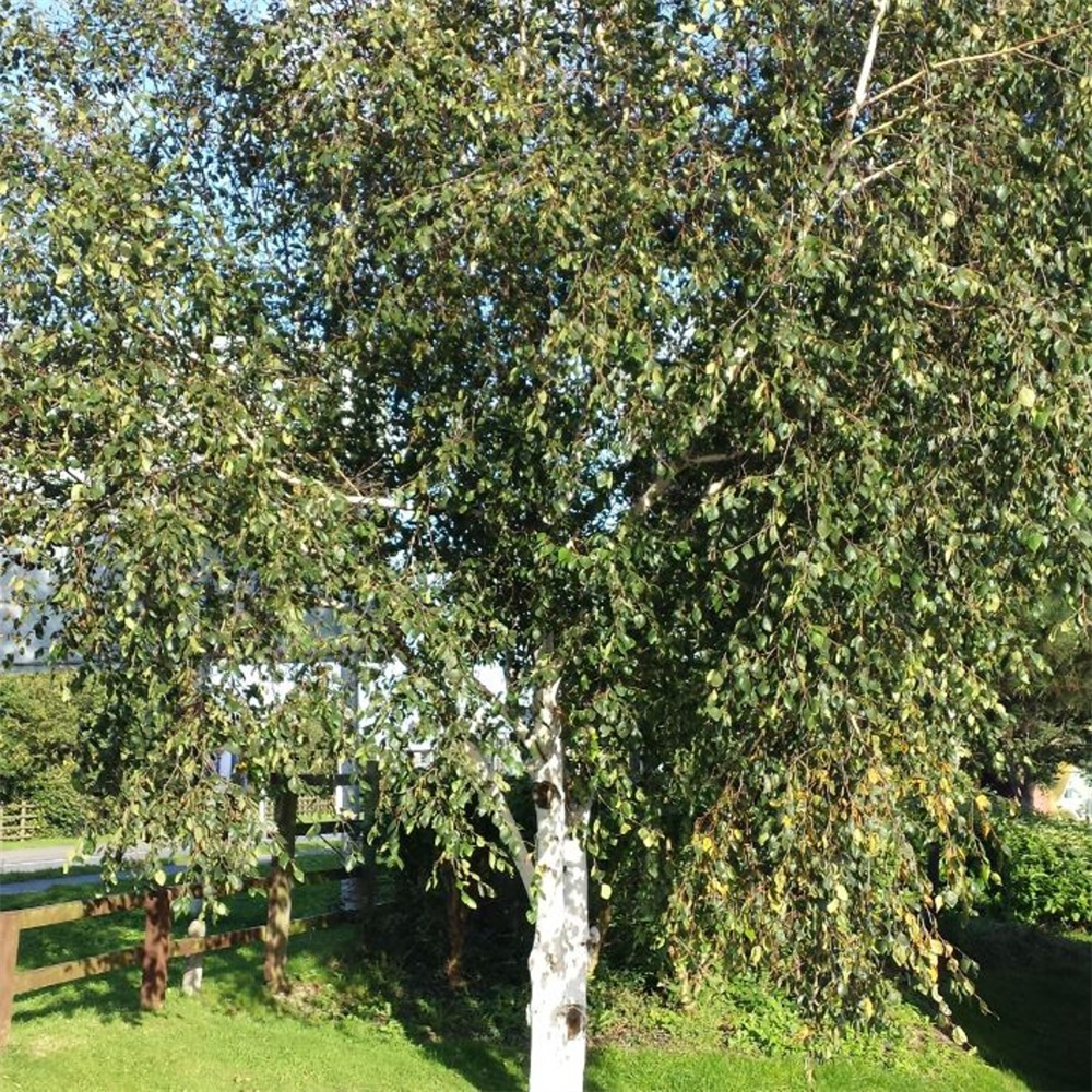 Betula Pendula Farmyard Nurseries