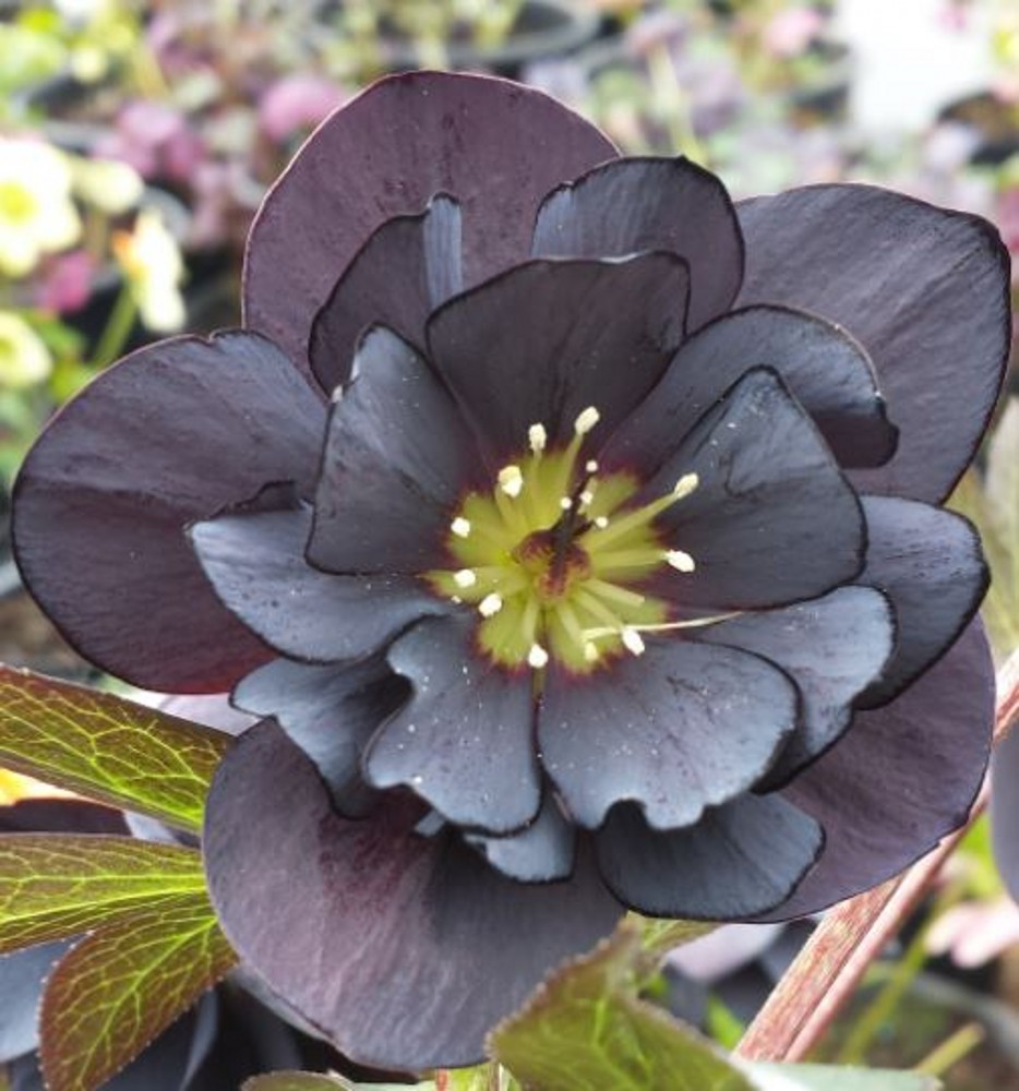 Helleborus x hybridus double black | Farmyard Nurseries