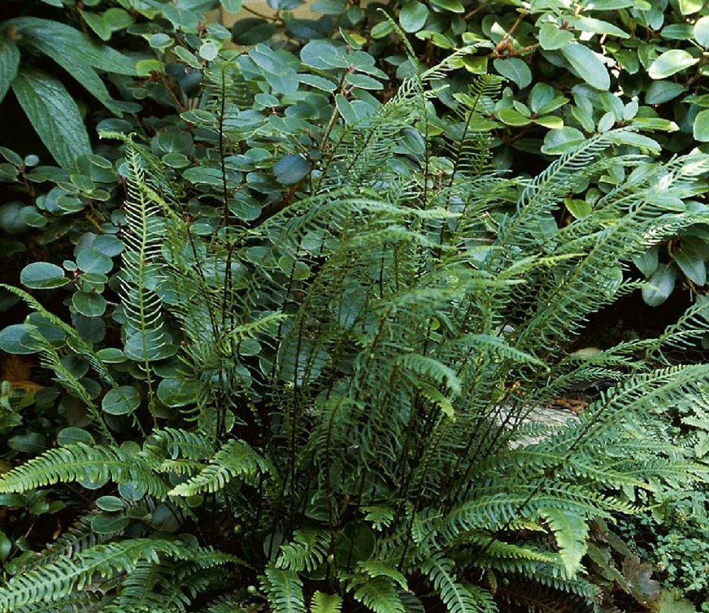 Blechnum spicant | Farmyard Nurseries