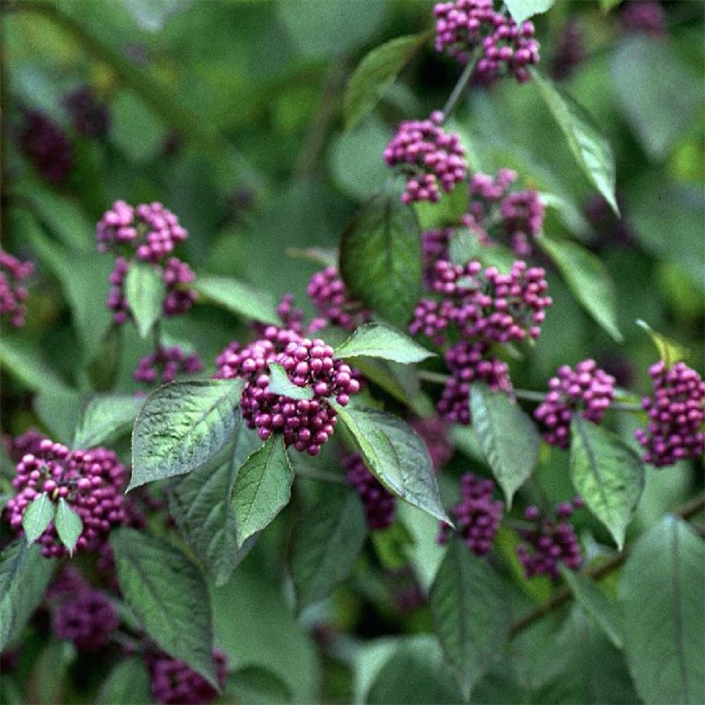 Callicarpa Bodinieri Profusion Farmyard Nurseries