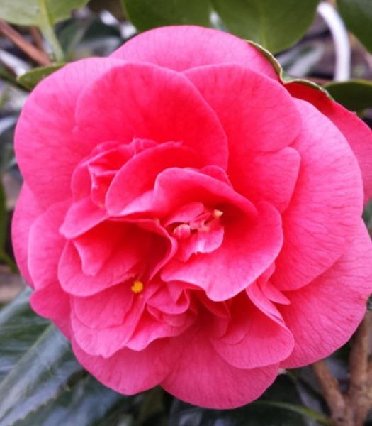 Camellia japonica 'Lady Campbell' Farmyard Nurseries