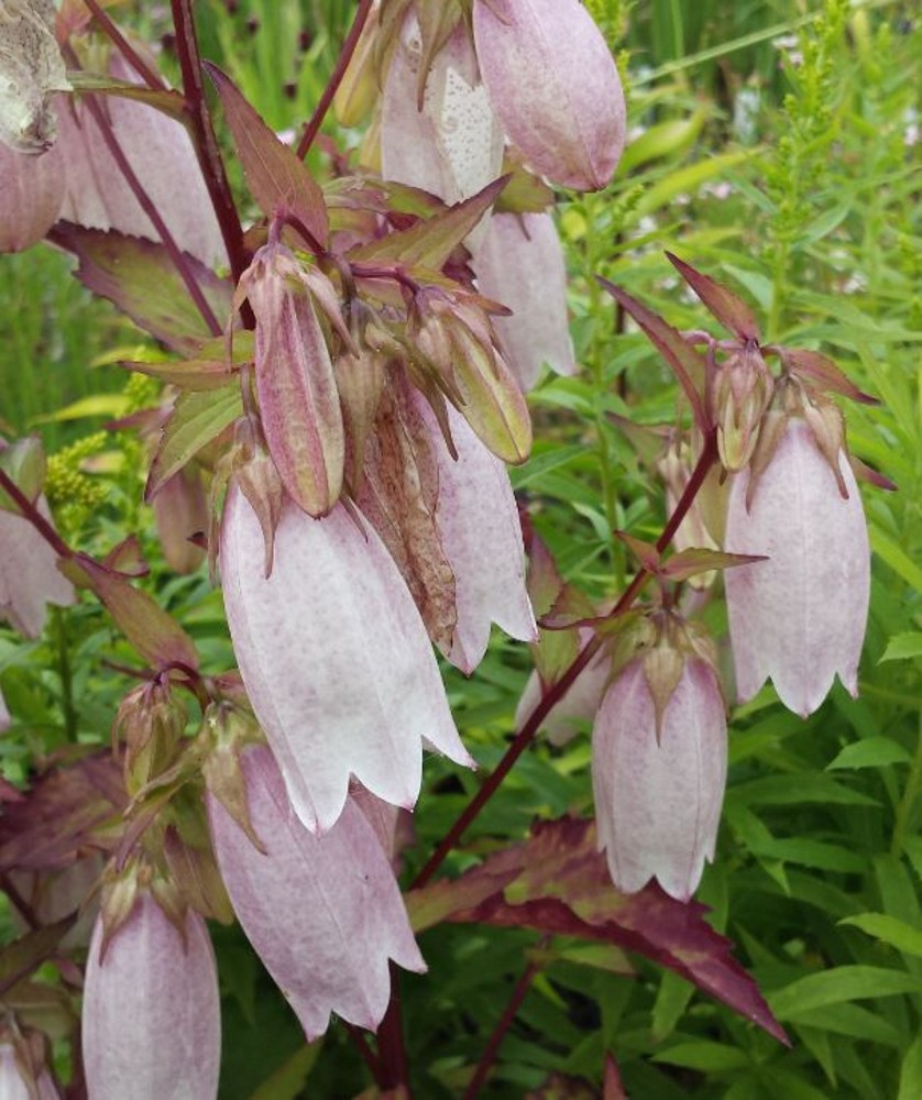 Campanula punctata 'Elizabeth' | Farmyard Nurseries