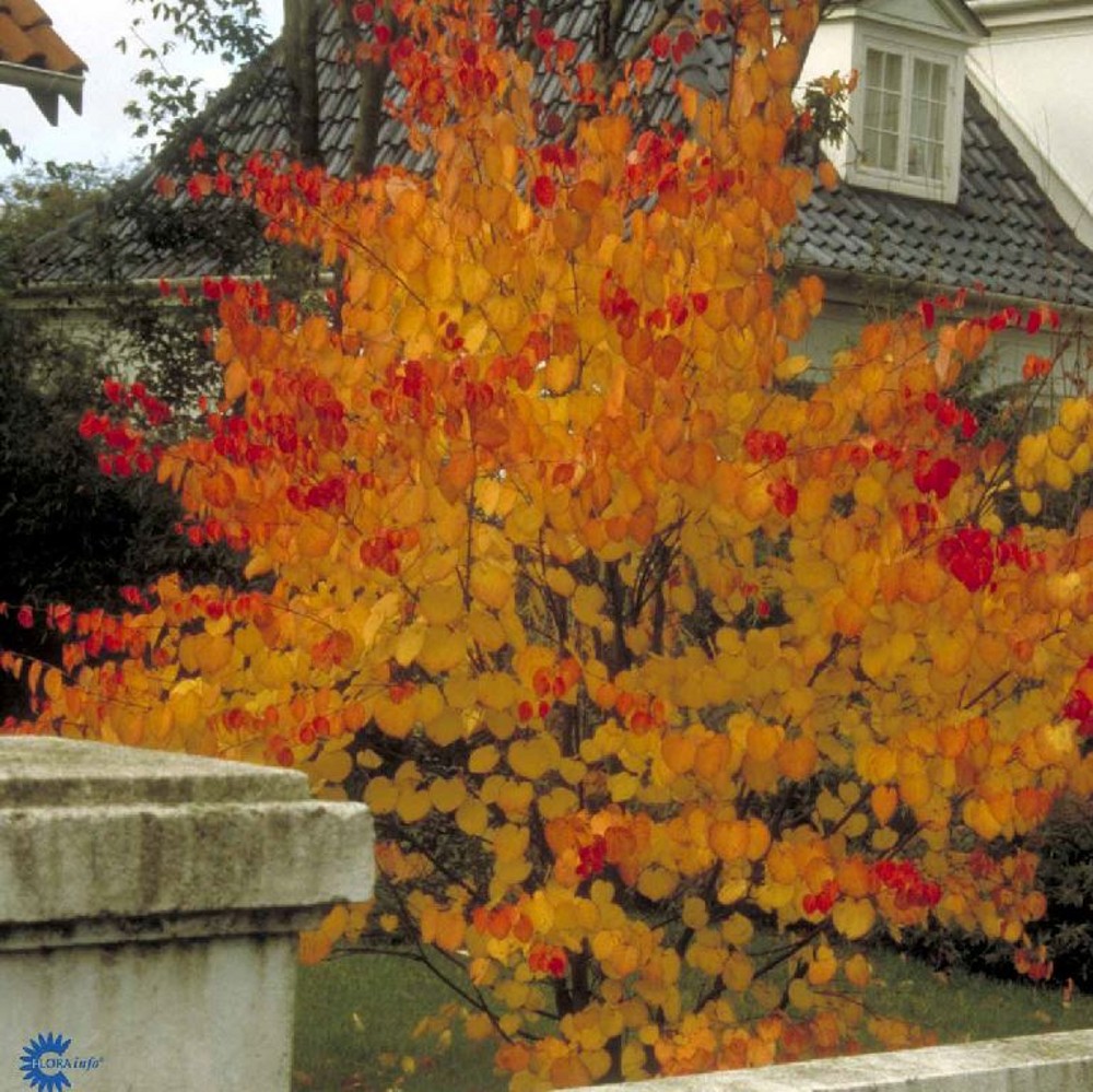 Cercidiphyllum japonicum | Farmyard Nurseries