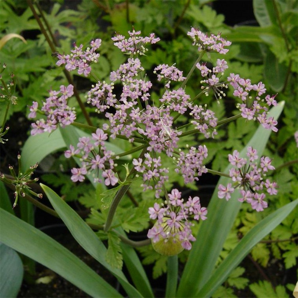 Chaerophyllum hirsutum 'Roseum' | Farmyard Nurseries