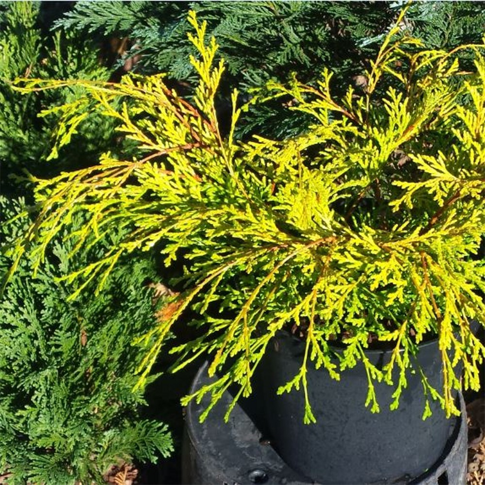 Chamaecyparis Obtusa 'karamachiba' 