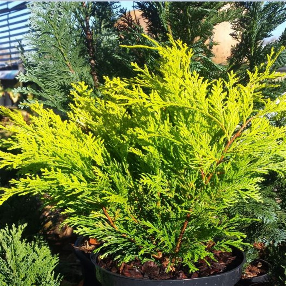 Chamaecyparis obtusa 'Kerdalo' | Farmyard Nurseries