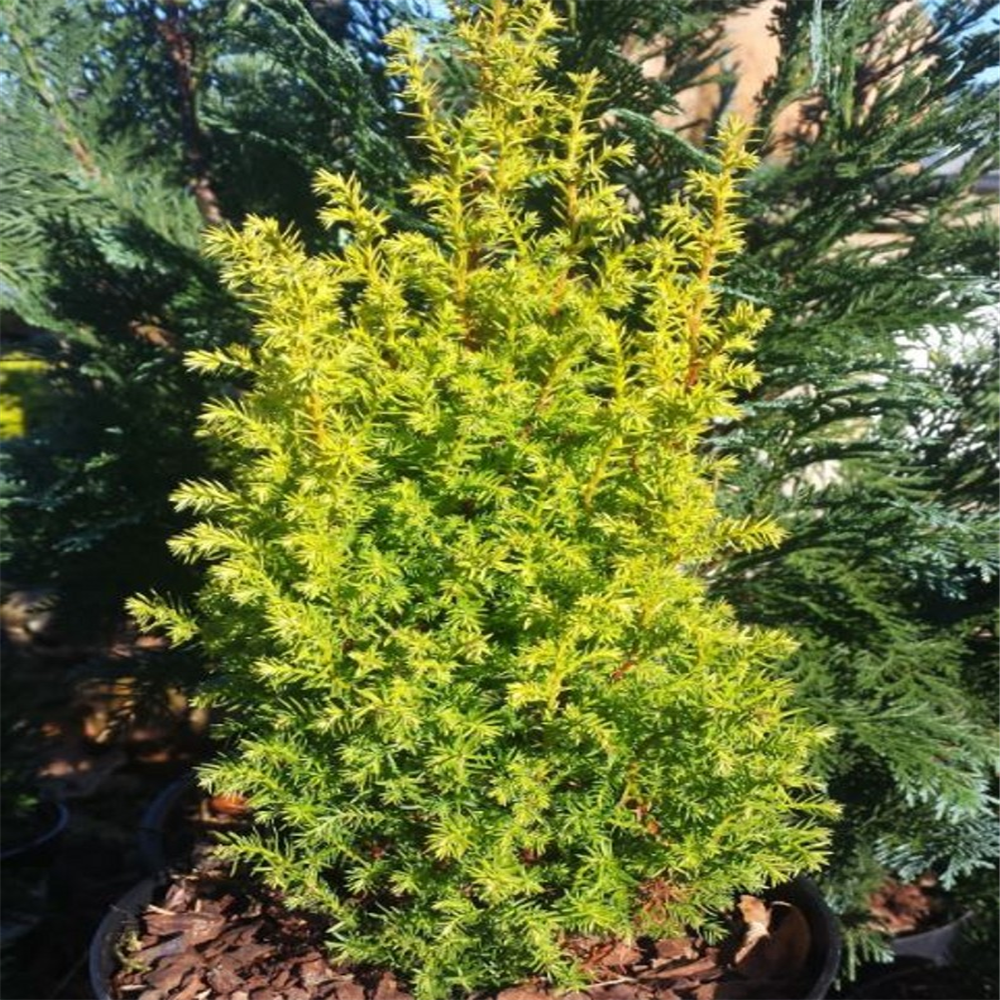 Chamaecyparis pisifera 'Plumosa Rogersii' | Farmyard Nurseries