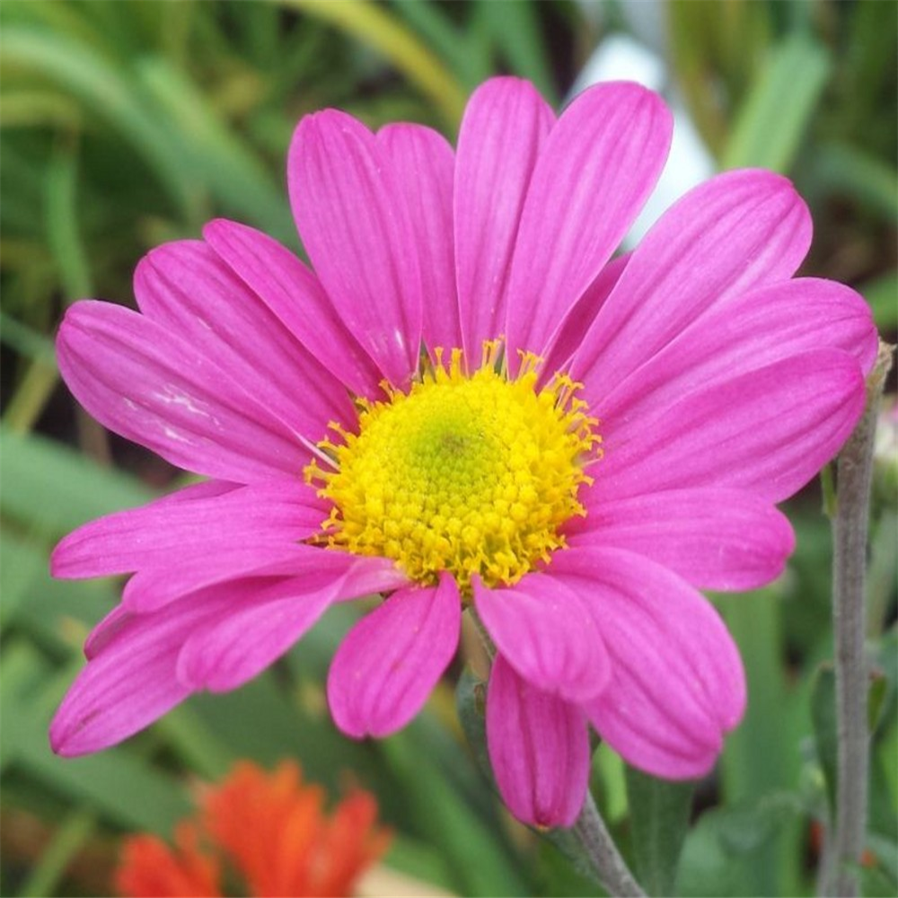 Chrysanthemum 'Daniel Cooper' | Farmyard Nurseries