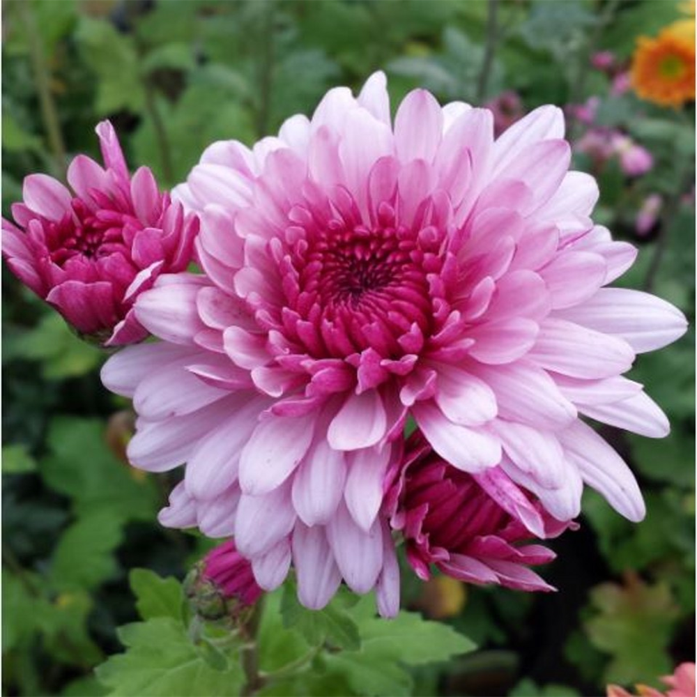 Chrysanthemum 'Dee Gem' | Farmyard Nurseries