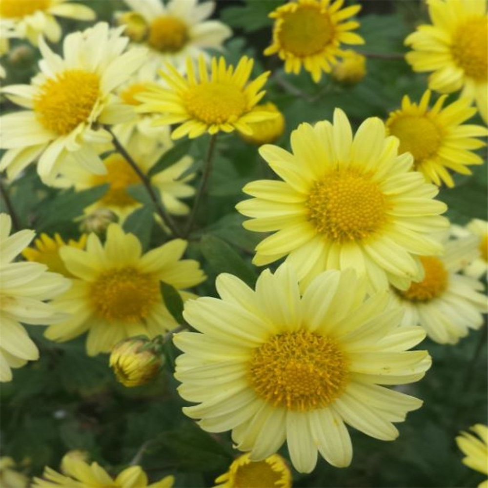 Chrysanthemum 'Early Yellow' | Farmyard Nurseries