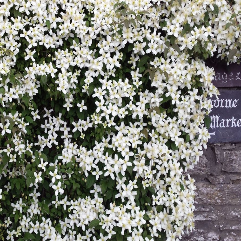 Clematis montana var. wilsonii | Farmyard Nurseries