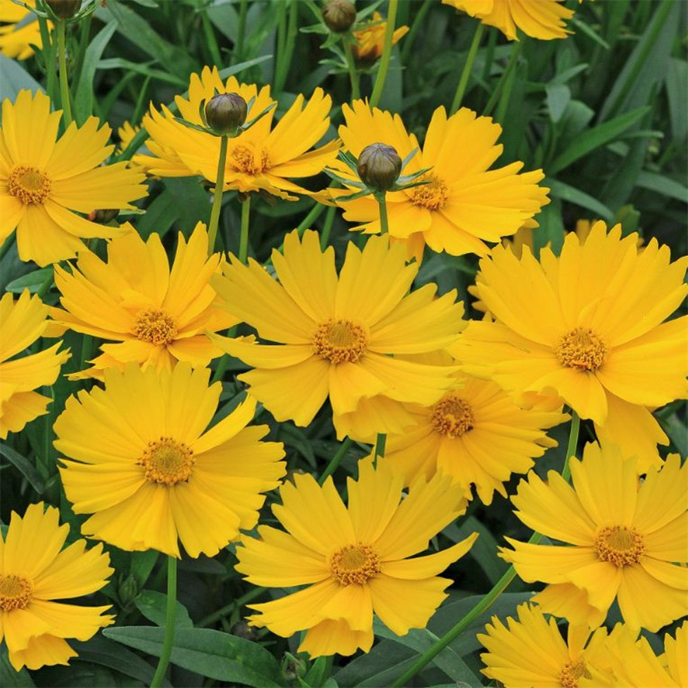 Coreopsis grandiflora 'Sunny Day' | Farmyard Nurseries