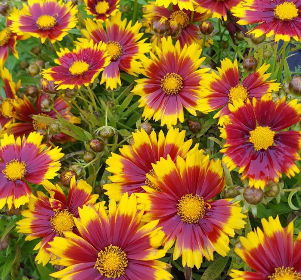 Coreopsis 'Uptick Gold and Bronze' | Farmyard Nurseries