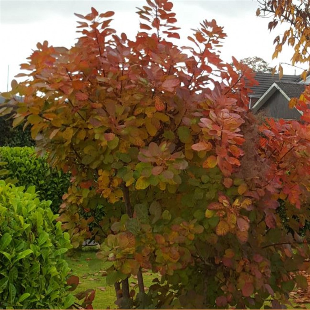 Cotinus coggygria | Farmyard Nurseries