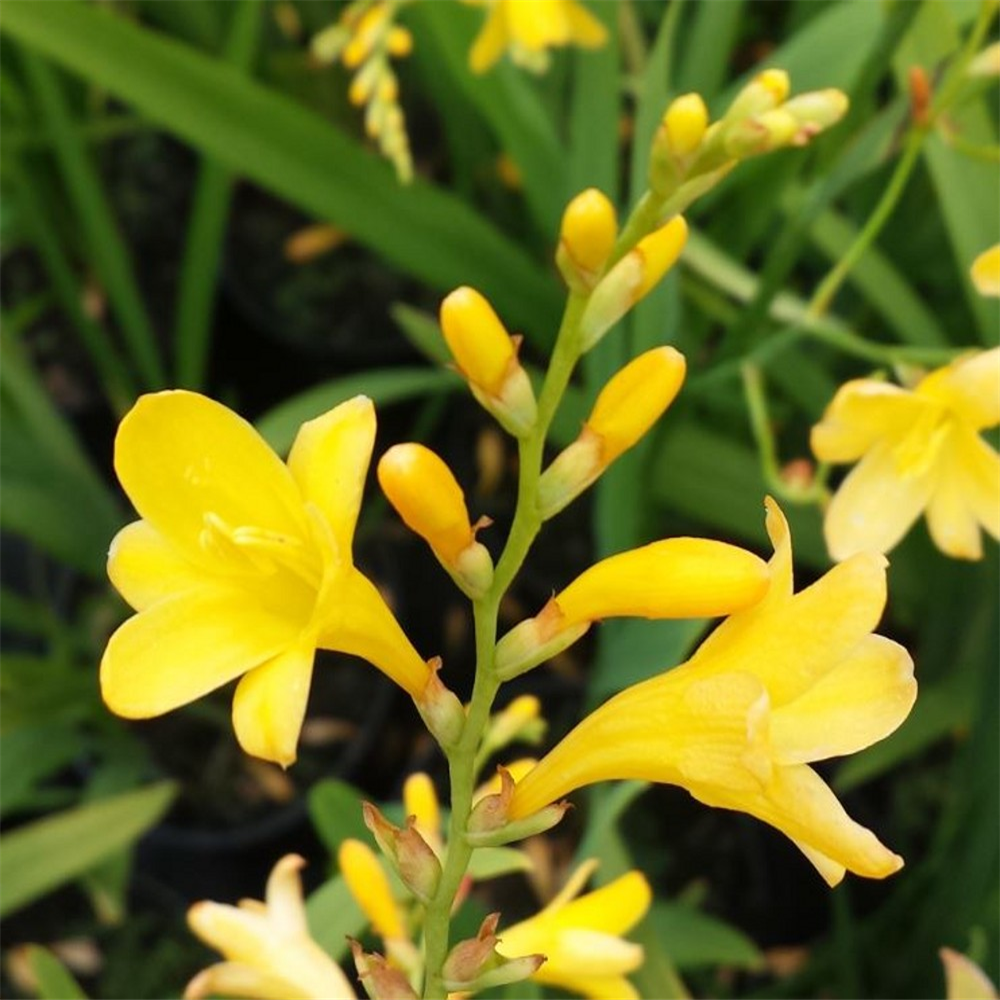 Crocosmia crocosmiiflora 'Citronella' | Farmyard Nurseries