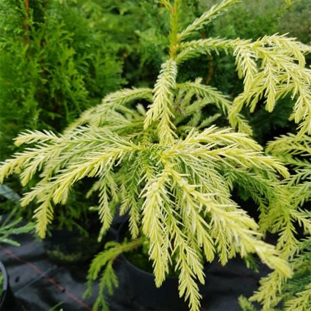 Cryptomeria Japonica 'barabits Gold' 