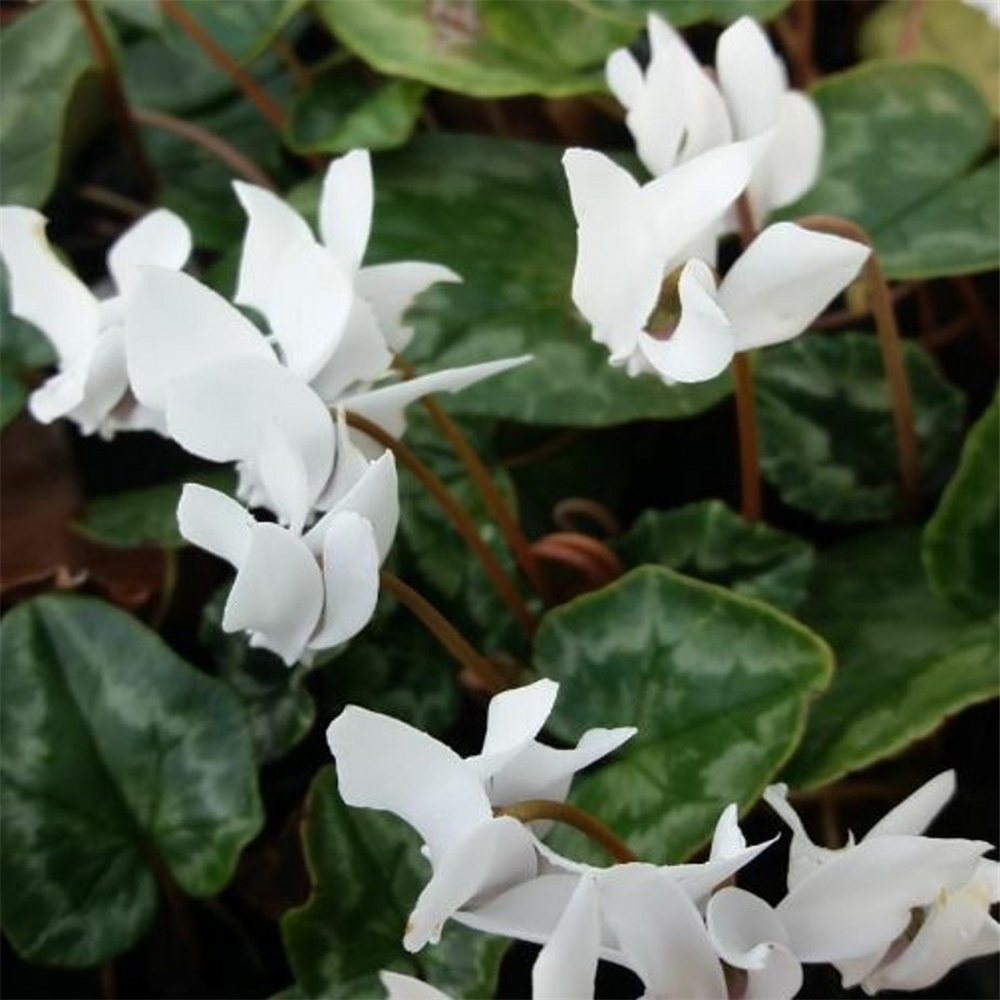 Cyclamen hederifolium 'Album' Farmyard Nurseries